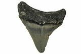 Serrated, Juvenile Megalodon Tooth - North Carolina #351203-1